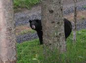 Observation l’ours noir dans habitat