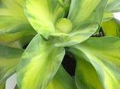 Kalanchoé thyrsiflora