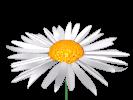 Fleurs-marguerittes-8.gif