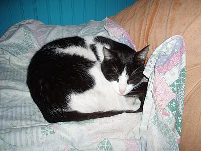 J'aime toujours pas les bêtes...