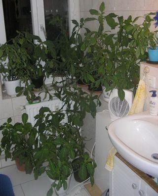Des plantes dans votre salle de bains