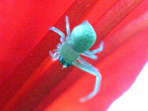 thomise romi 22 juil 2010 113.jpg