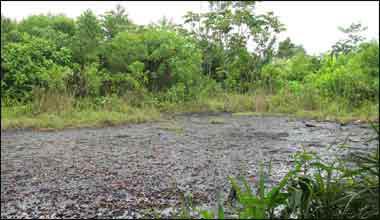 Une marée noire peut en cacher une autre