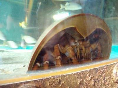 Sous le signe de la mer, tactile