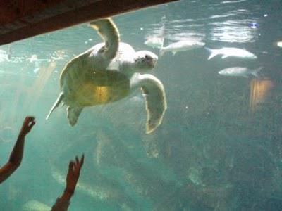 Sous le signe de la mer, tactile