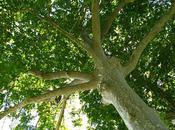 Canal Midi15h, Farniente sous platanes