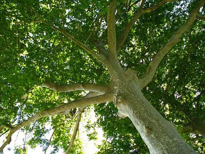 Canal du Midi15h, Farniente sous les platanes