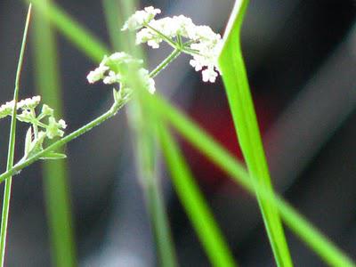 Canal du Midi15h, Farniente sous les platanes