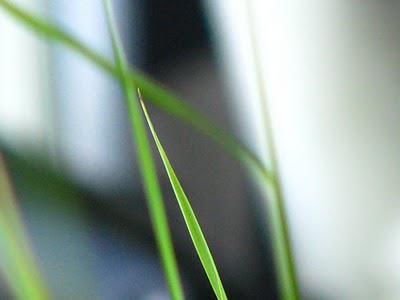Canal du Midi15h, Farniente sous les platanes