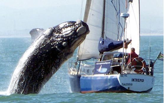 Colision baleine voilier 1
