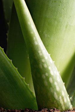 L’Aloe vera éternel