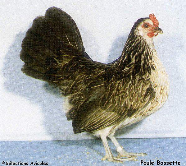 Poule-Bassette-copie-1.jpg
