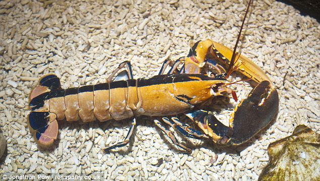 Rarity: This two-toned lobster was found by fisherman in North Yorkshire and is on display at the Scarborough Sea Life Centre