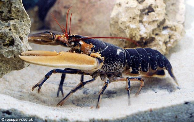 Snappy appearance: The lobster also features different coloured claws, leading to its nickname Harley Quin