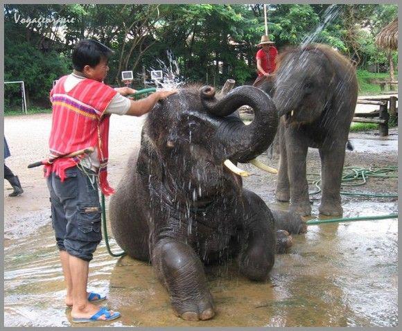Virunga / Thaïlande : Les éléphants on mal à leur trompes (reportage vidéo)