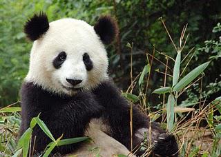 Un panda intoxiqué