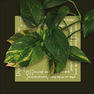 les tableaux végétaux !  Ces tableaux que l'on accroche a...