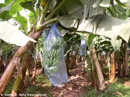 Marché : Péril sur la banane camerounaise 
