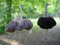 verneuil-sous-coucy_aisne_autruches_autruches