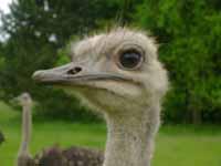  verneuil-sous-coucy_aisne_autruches_autruche_tete