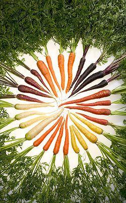 La carotte printanière…