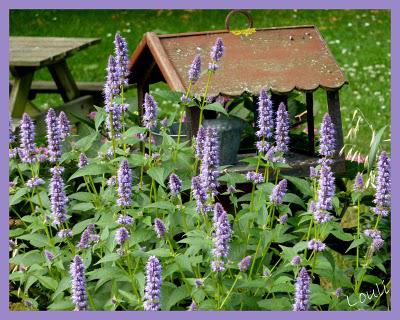L'Agastache...
