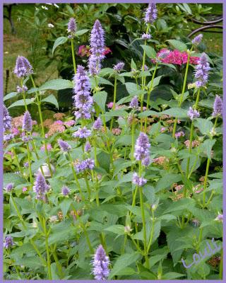 L'Agastache...