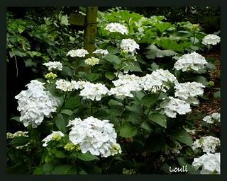 Petit tour chez les hydrangéas...