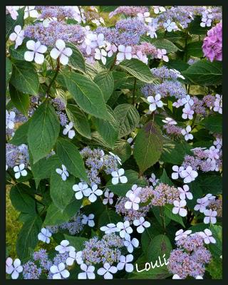 Petit tour chez les hydrangéas...