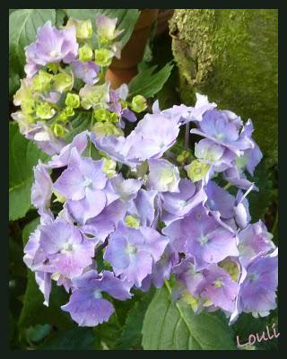 Petit tour chez les hydrangéas...