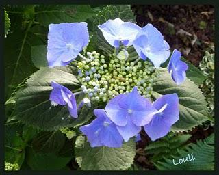 Petit tour chez les hydrangéas...