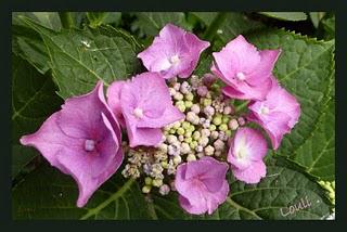 Petit tour chez les hydrangéas...