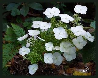 Petit tour chez les hydrangéas...