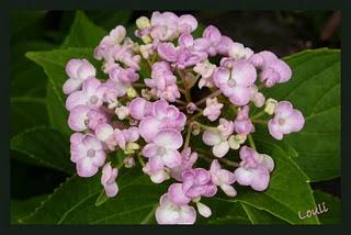 Petit tour chez les hydrangéas...