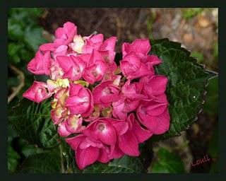 Petit tour chez les hydrangéas...
