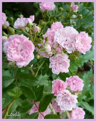 De la rose au rose...