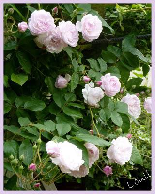 De la rose au rose...