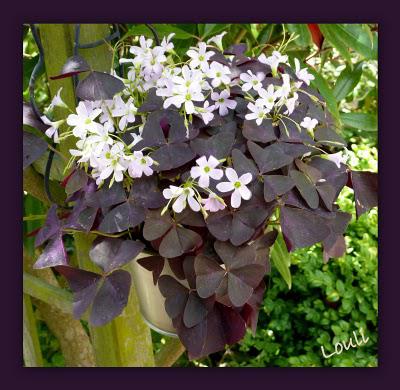 De la rose au rose...