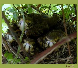 Des nouvelles de mes petits protégés pour vous souhaiter ...
