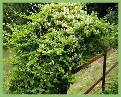 Découverte au jardin...