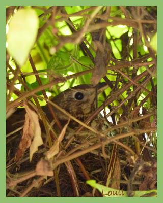 Découverte au jardin...