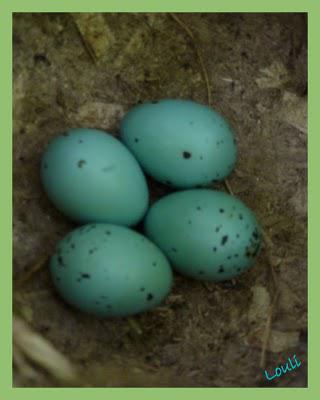 Découverte au jardin...