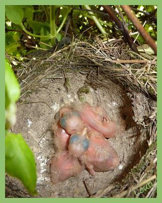 Découverte au jardin...