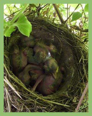 Découverte au jardin...