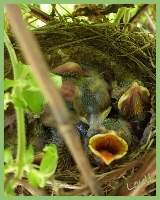 Découverte au jardin...