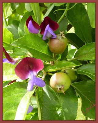Fleur et fruit...