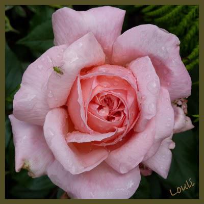 Rose de Cornouaille