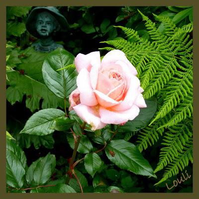 Rose de Cornouaille