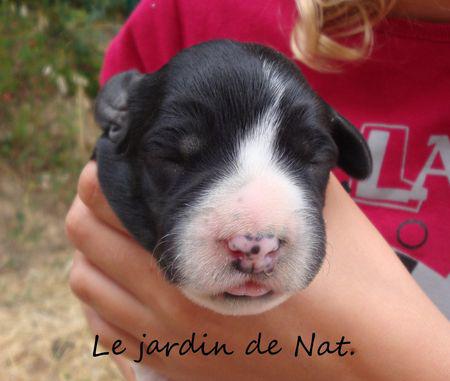 chiot_15_jours__2_