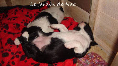 chiot_15_jours